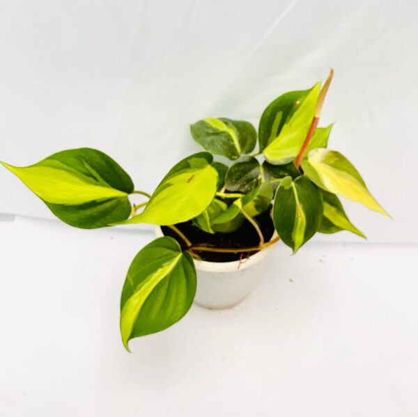 Philodendron Brasil