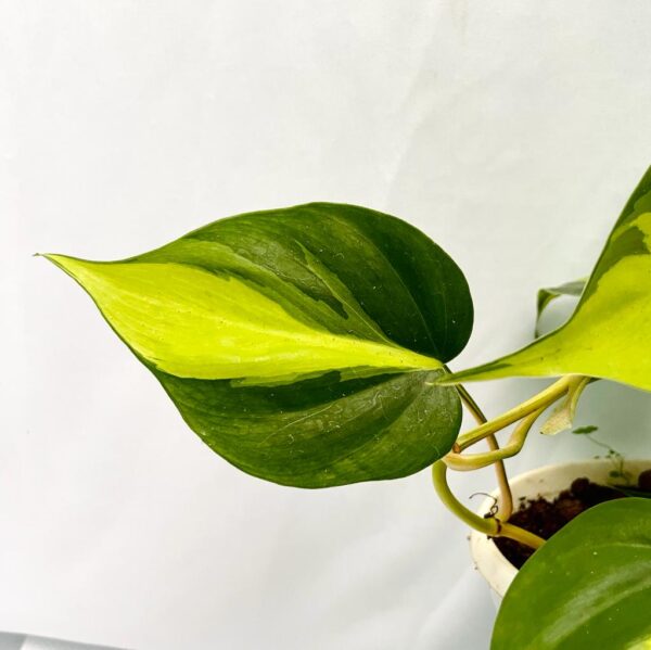 Philodendron Brasil - Image 2