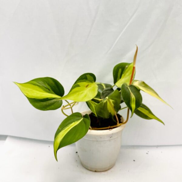 Philodendron Brasil - Image 3