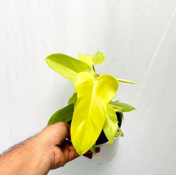 Philodendron Bipennifolium Aurea - Golden Horsehead L