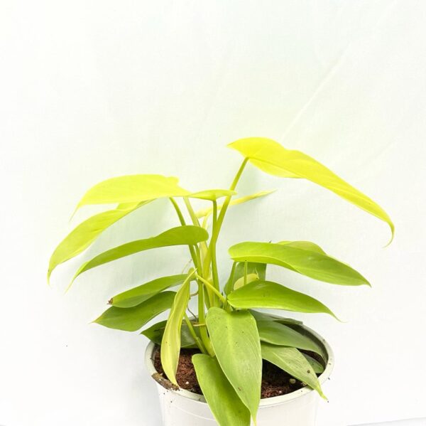 Philodendron Bipennifolium Aurea - Golden Horsehead L - Image 2