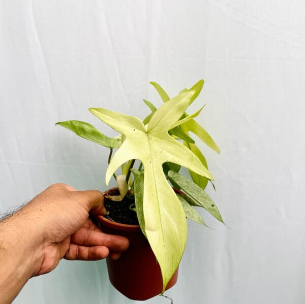 Philodendron Florida Mint Ghost - L