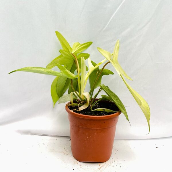 Philodendron Florida Mint Ghost - L - Image 3