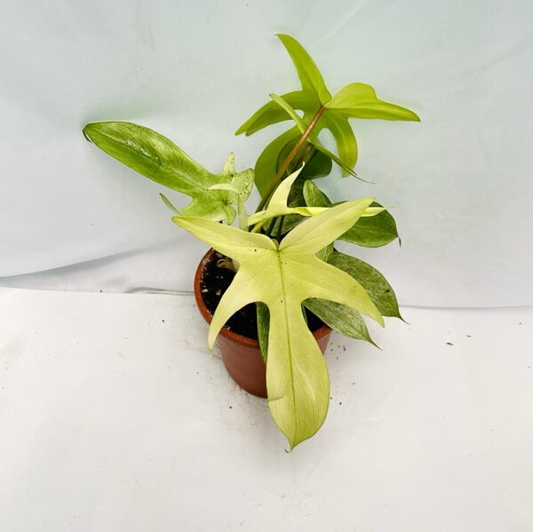 Philodendron Florida Mint Ghost - L - Image 2