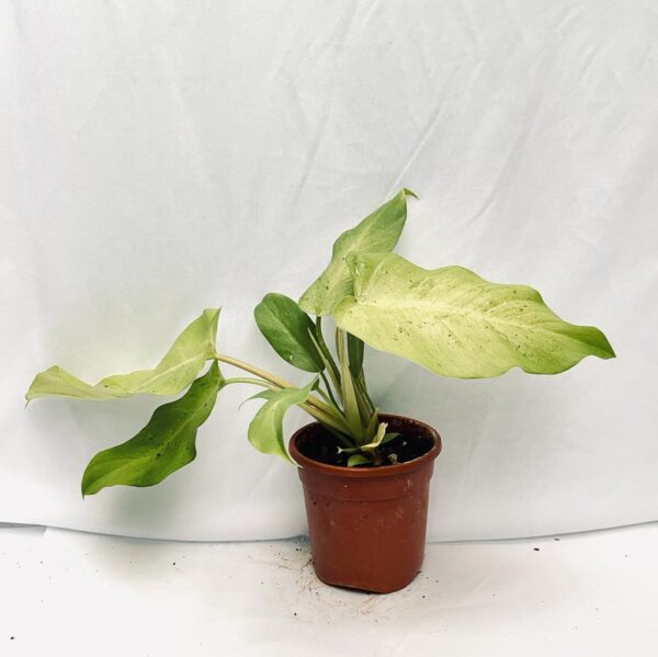 Philodendron Jungle Fever Variegated - L - Image 3