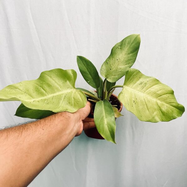 Philodendron Jungle Fever Variegated - L