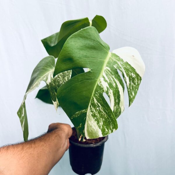 Monstera Albo Variegated - L