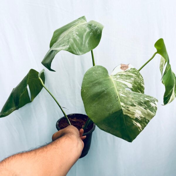 Monstera Albo Variegated - L - Image 2