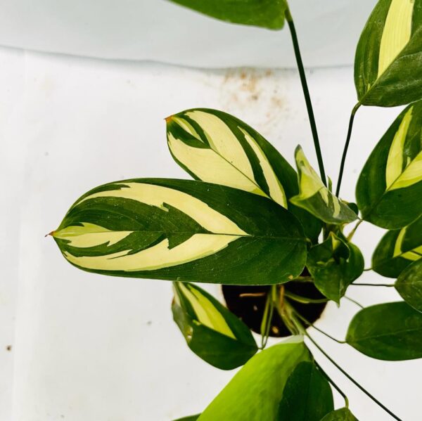 Calathea Golden Mosaic - L - Image 3