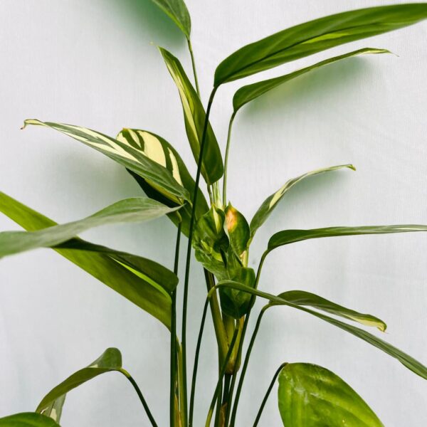 Calathea Golden Mosaic - L - Image 2