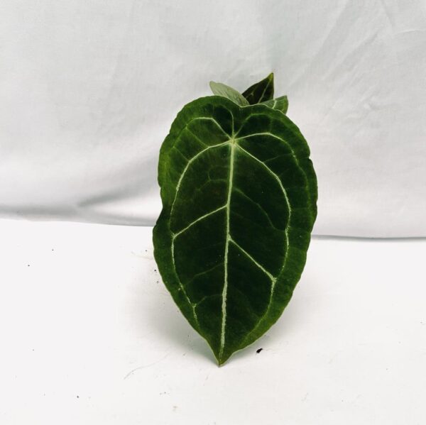 Anthurium Forgetii - M - Image 3