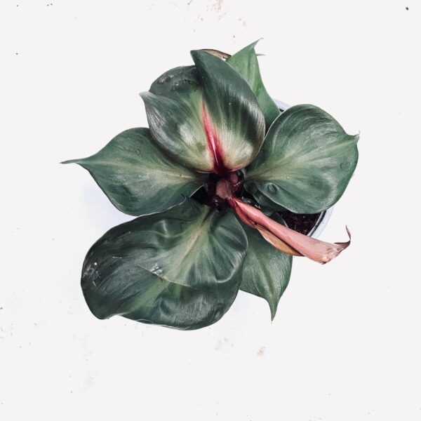 Philodendron Red Heart - L - Image 2