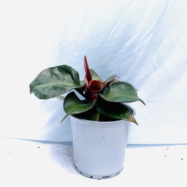 Philodendron Red Heart - L - Image 3