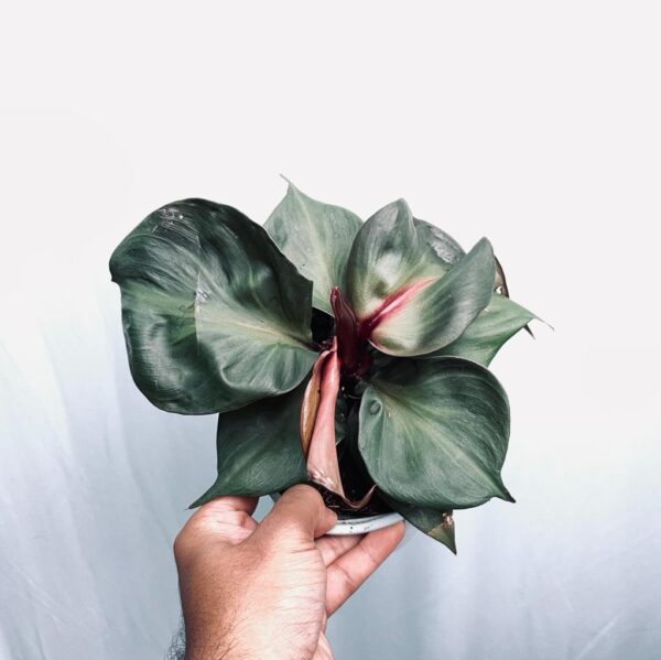 Philodendron Red Heart - L