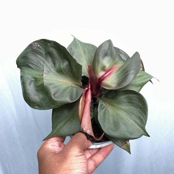 Philodendron Red Heart - L - Image 4