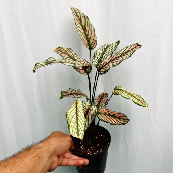 Calathea Majestica White Star - L - Image 4