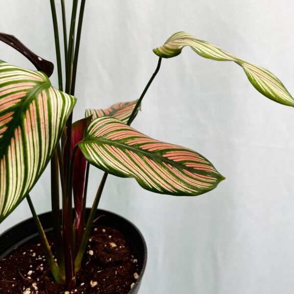 Calathea Majestica White Star - L - Image 3