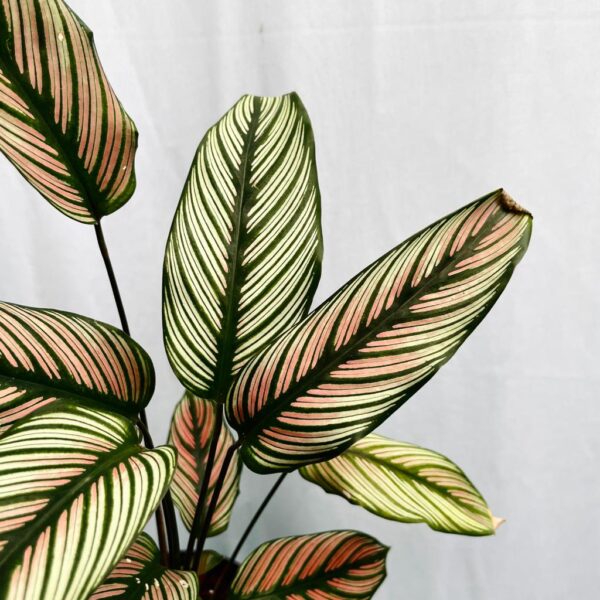 Calathea Majestica White Star - L - Image 2