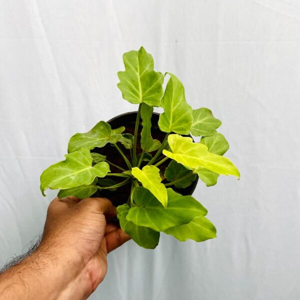 Philodendron Xanadu - Golden - Image 2