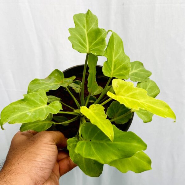 Philodendron Xanadu - Golden