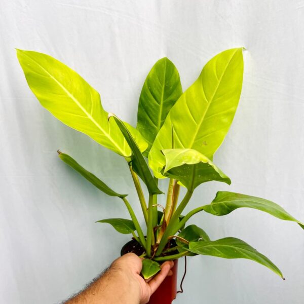 Philodendron Melinonii Gold - L