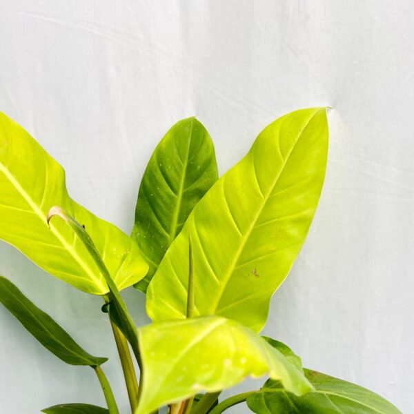 Philodendron Melinonii Gold - L - Image 2