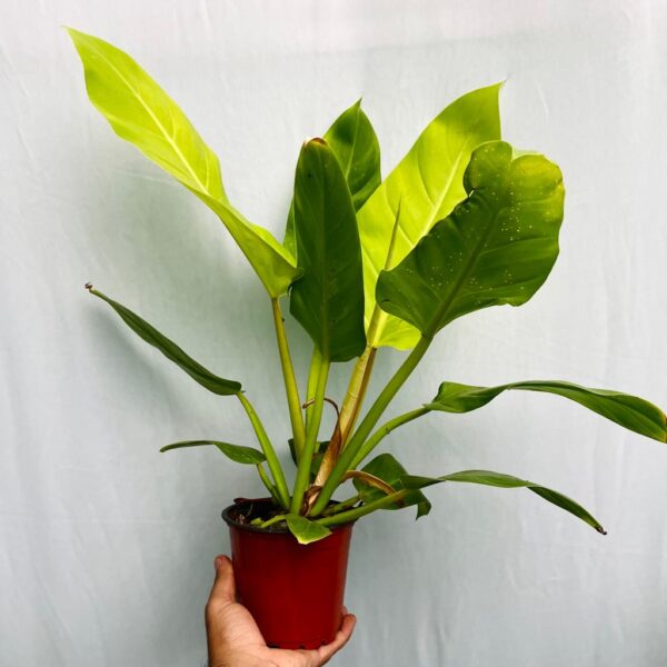 Philodendron Melinonii Gold - L - Image 3