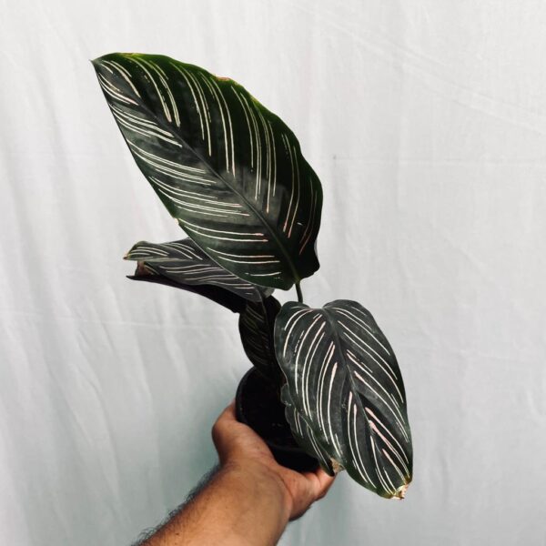 Calathea Pin Stripes