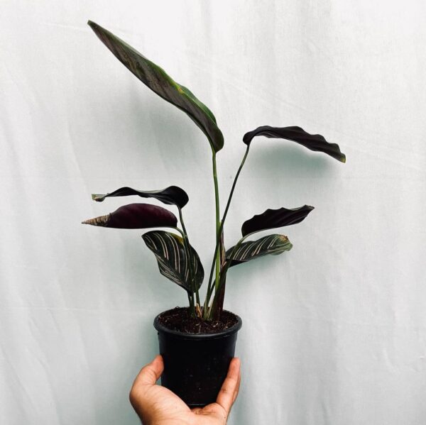 Calathea Pin Stripes - Image 2