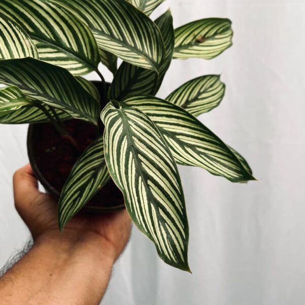 Calathea Vittata - Image 4