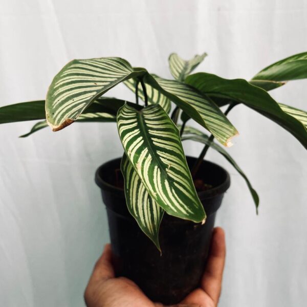 Calathea Vittata - Image 3