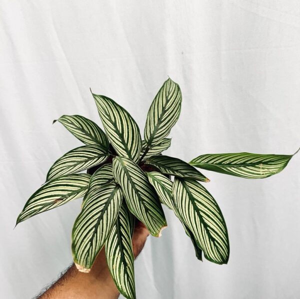 Calathea Vittata