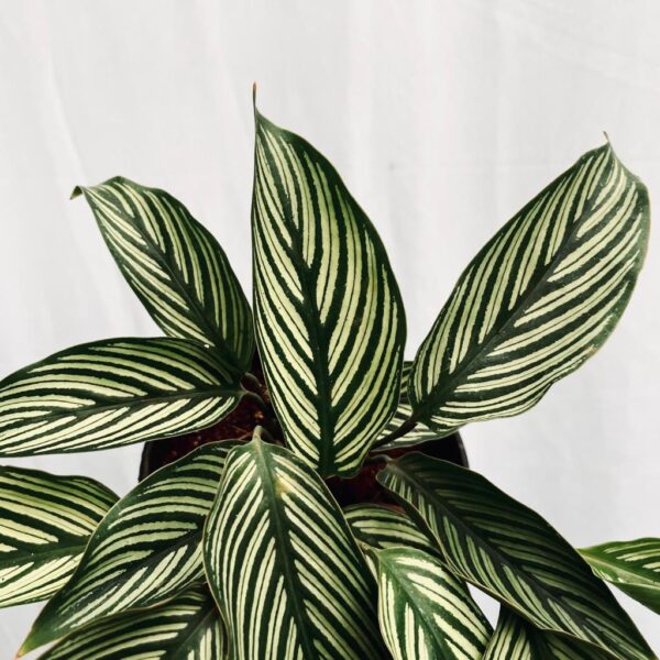 Calathea Vittata - Image 2