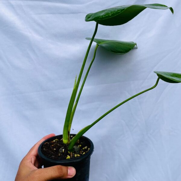 Monstera Deliciosa - Image 2