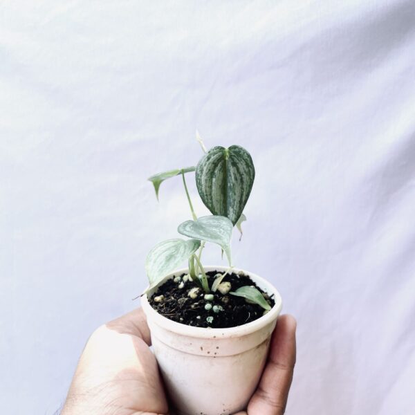 Philodendron Brandtianum - Image 2