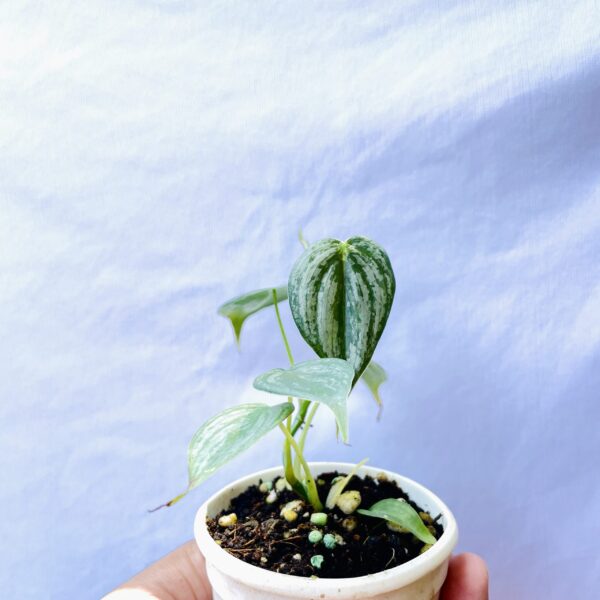 Philodendron Brandtianum - Image 3