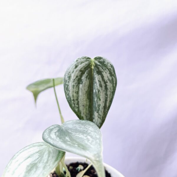 Philodendron Brandtianum