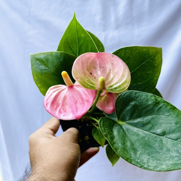 Flowering Anthurium - Pink - Image 3