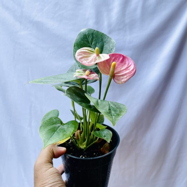 Flowering Anthurium - Pink - Image 2