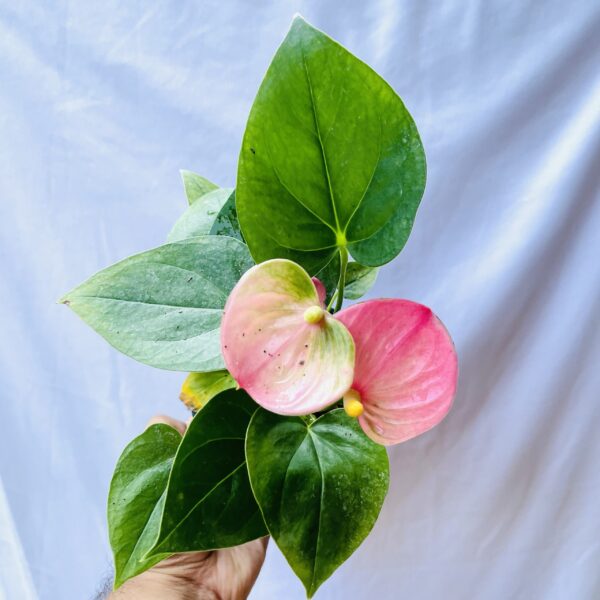 Flowering Anthurium - Pink