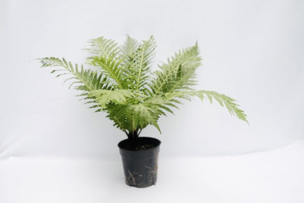 Tree Fern - Size L - Image 2