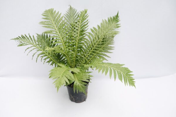 Tree Fern - Size L