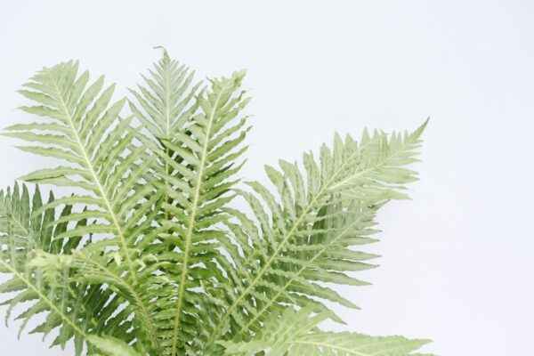 Tree Fern - Size L - Image 3