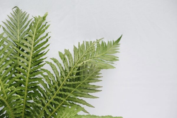 Tree Fern - Size L - Image 4