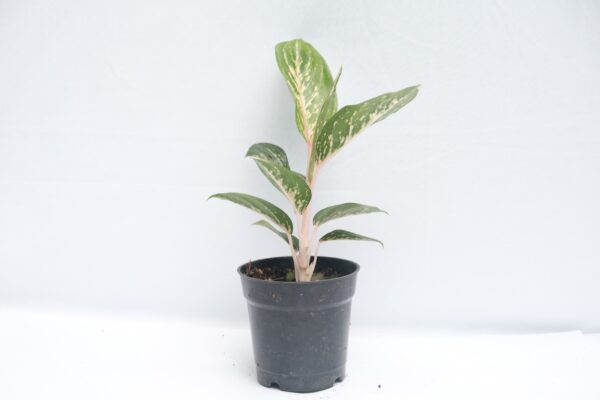 Aglaonema Butterfly