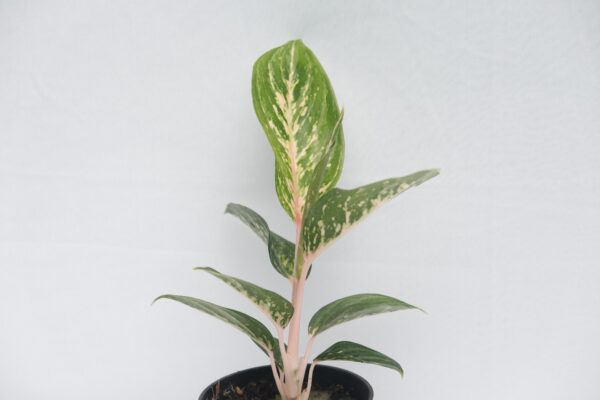 Aglaonema Butterfly - Image 2