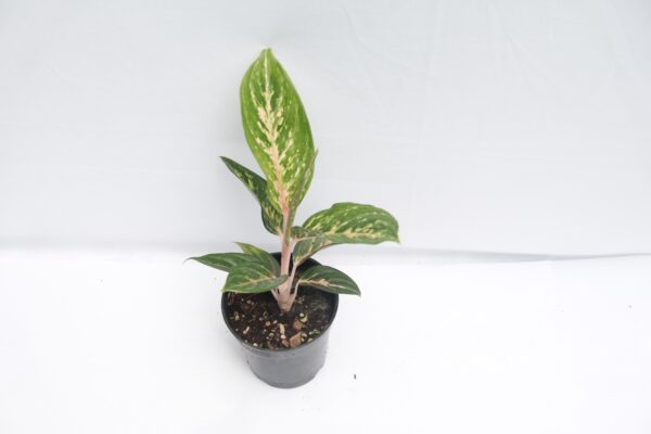 Aglaonema Butterfly - Image 3