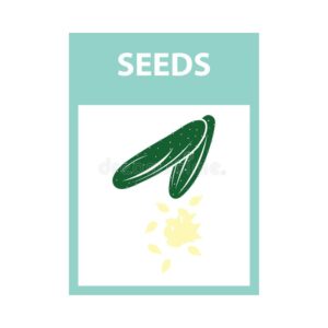 Imported Vegetable Seeds