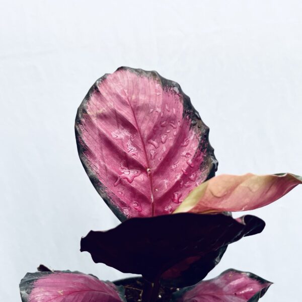 Calathea Roseopicta Crimson