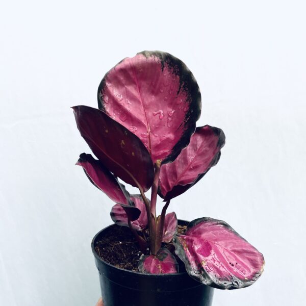 Calathea Roseopicta Crimson - Image 2